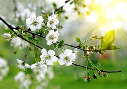 Preview: branch of a blossoming tree