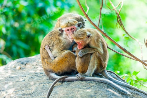 Preview: Sri Lanka monkey sitting on the tree