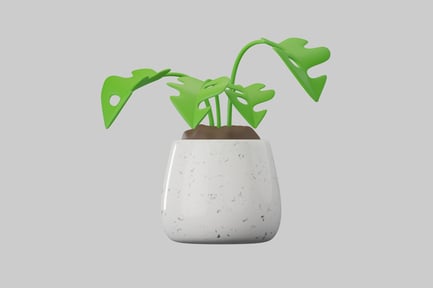 Preview: Potted plant with green leaves in a white pot.