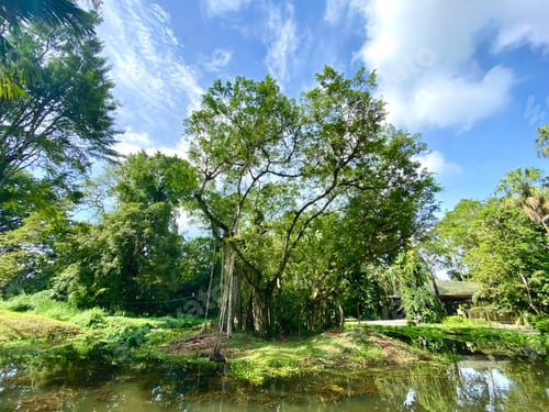 Preview: Beautiful tree surrounded by a lake.