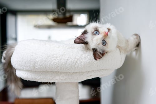 Preview: Kitten resting in her scratching tree .
