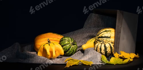 Preview: Autumnal composition for Thanksgiving Day with variety of pumpkins on dark rustic wooden background