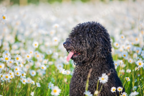 Preview: Black dog amidst colorful daisies in a garden.