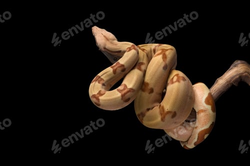 Preview: Snake red-tailed boa hanging on a branch isolated on black background