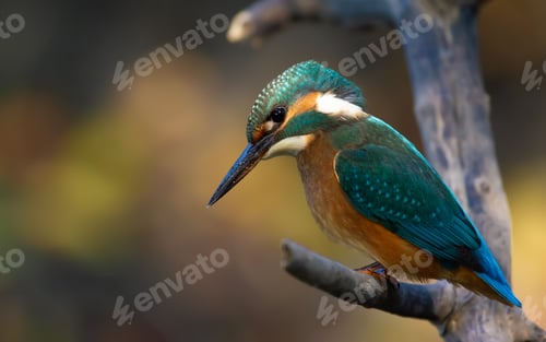 Preview: The bird sits on a branch above the river and peers into the water in anticipation of prey