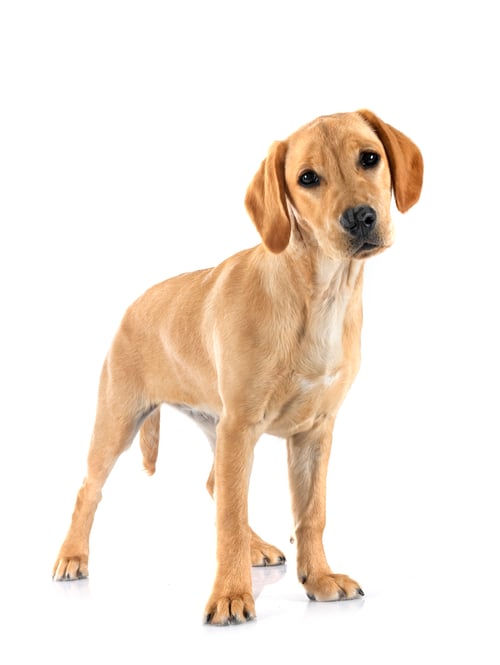 Preview: puppy labrado retriever