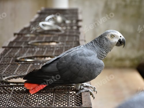 Preview: The grey parrot (Psittacus erithacus), also known as the Congo grey parrot or African grey parrot, p