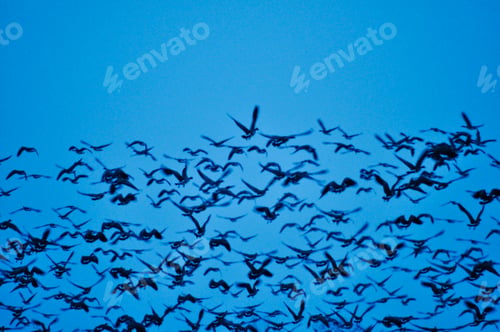 Preview: Silhouettes of a flock of geese flying up in the blue sky.