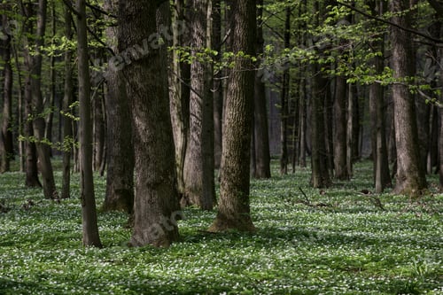 Preview: Spring Bloom in the Forest