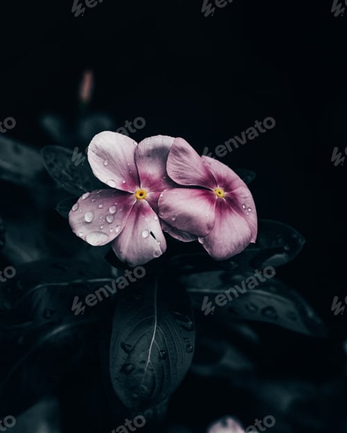 Preview: Colorful flowers wet from rain surrounded by dark tones