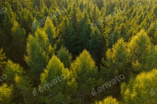 Preview: Aerial view of tree tops of young dense forest at sunlight