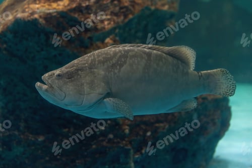 Preview: a large saltwater fish of the grouper family found in the eastern as well as western Atlantic ocean
