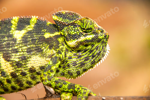 Preview: The Indian Chameleon, Chamaeleo zeylanicus in the forest.
