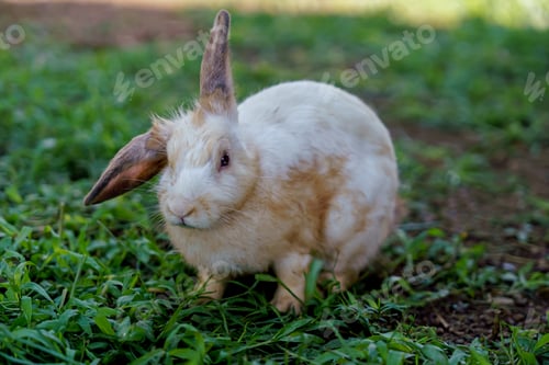 Preview: cute domestic rabbits sitting together on the ground