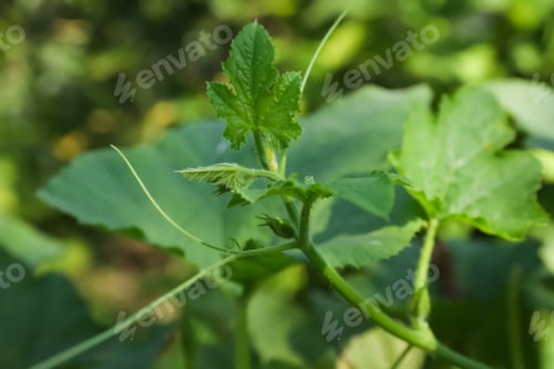 Preview: Green pumpkin vine with leaves in garden, closeup view