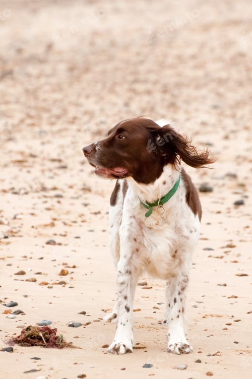 Preview: springer spaniel