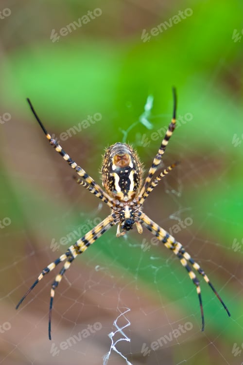 Preview: Spider, Argiope bruennichi