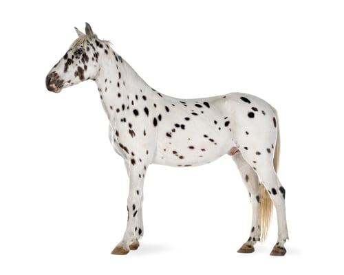 Preview: Appaloosa horse