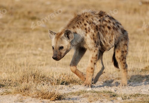 Preview: A Hyena in Africa