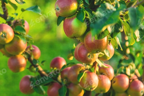 Preview: Apples on a tree in an orchard. Selective focus.