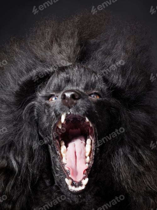 Preview: poodle, dog, puppy, pets, dogs