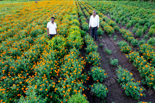 Preview: Aerial view of farmer harvests fresh marigold flowers, India.