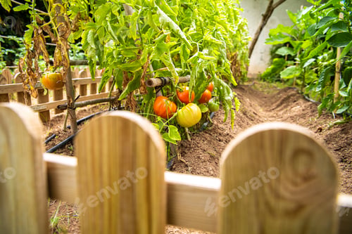 Preview: Vegetable garden with tomatoes ripening in the sun, red, loaded with vitamins and lycopene.