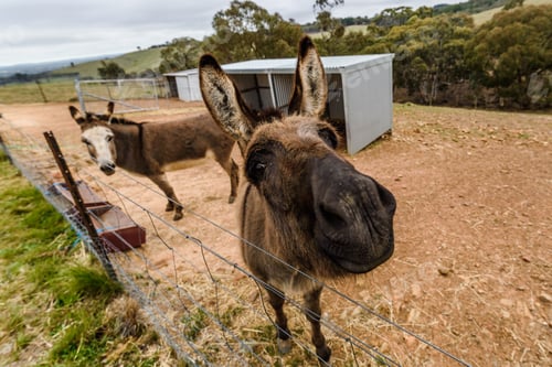 Preview: Curious donkey standing in a fenced enclosure, looking at the camera.