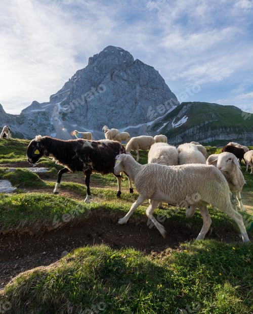 Preview: Sheep in the mountains