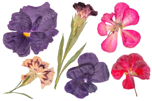 Preview: Set of dried flowers. Carnation buds, geraniums, pansies. Dry the plant cutout. Herbarium. Drie
