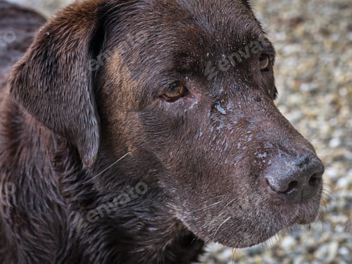 Preview: Labrador retriever close up portrait