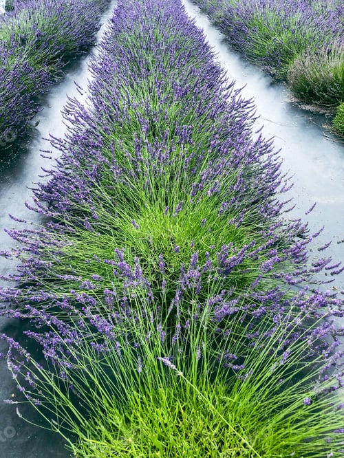 Preview: Lavender farm