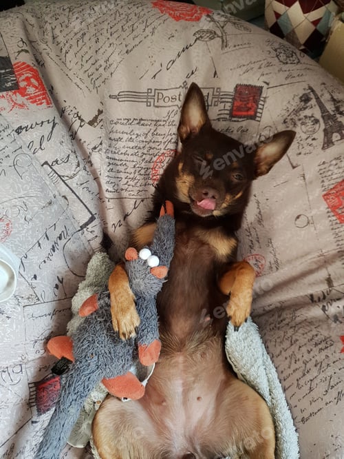 Preview: Funny cute little dog pincher hugging his toy and lick himself lie on back