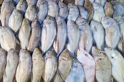 Preview: Freshly caught sea fish at a market in Kota Kinabalu, Borneo, Malaysia.