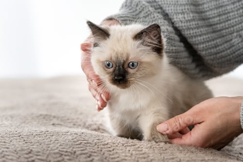 Preview: Ragdoll kitten in the hands of owner