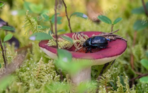 Preview: Big bug on the mushroom