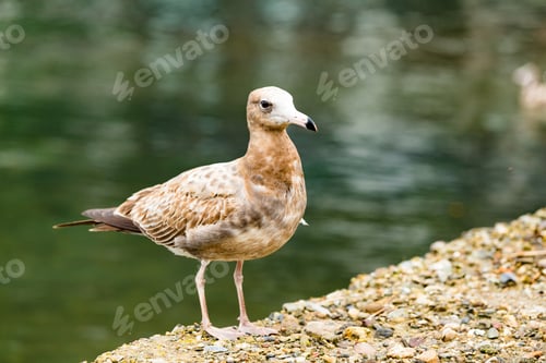 Preview: Seagull
