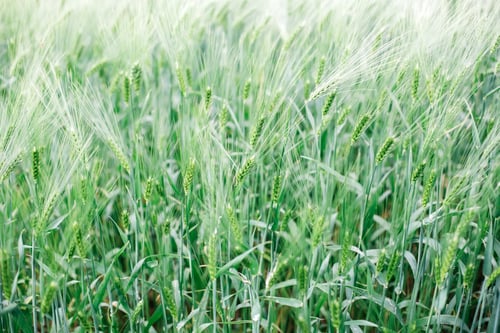 Preview: Immature wheat in the field