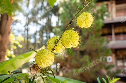 Preview: Gomphocarpus physocarpus