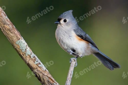 Preview: Tufted Titmouse on a Branch