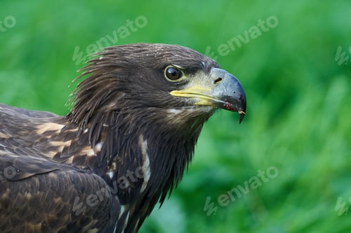 Preview: White-tailed eagle (Haliaeetus albicilla)