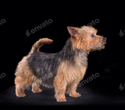 Preview: Beautiful puppy of Norwich Terrier