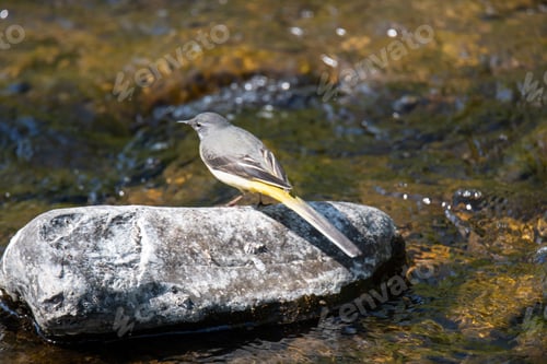Preview: Grey wagtail (Motacilla cinerea) perched on a rock