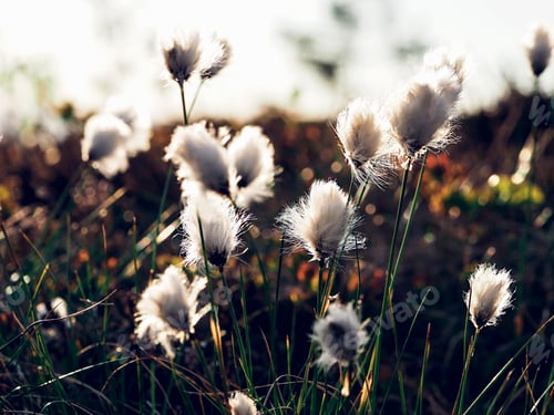 Preview: Cotton grass in the rays of the setting sun and in the wind