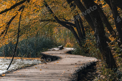 Preview: Earth tones photo of empty wooden path through idyllic forest with fall colors