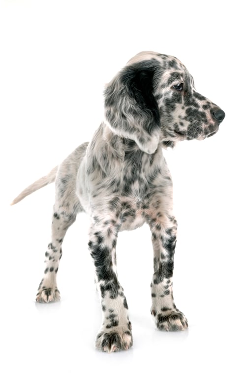 Preview: puppy english setter