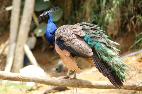 Preview: Peahen