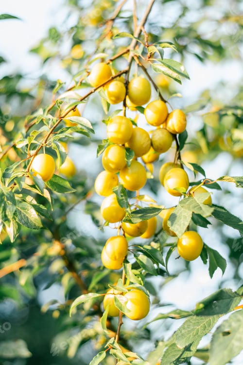 Preview: Yellow ripe cherry plums hang on branch with green leaves of plum tree illumined by morning sunlight