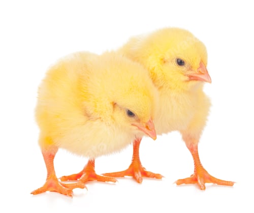 Preview: chicks in front of white background