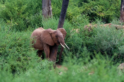 Preview: Elephants (Loxodonta africana), Tsavo East National Park, Kenya